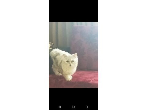 Chinchilla güzellikler burada