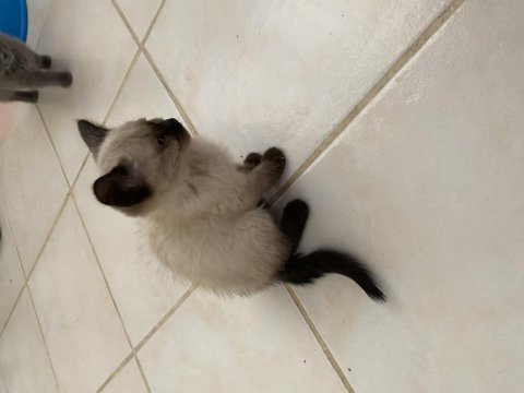 British shorthair yavrular