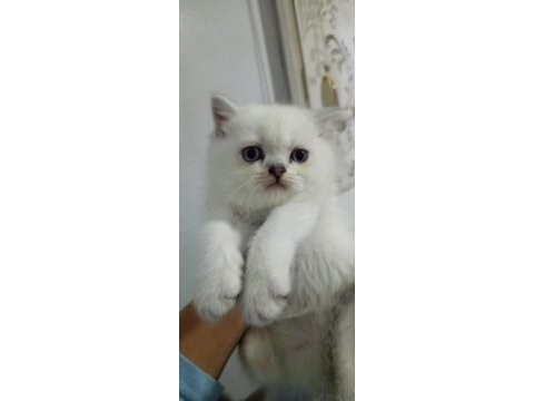 Pamuk yavru kediler
