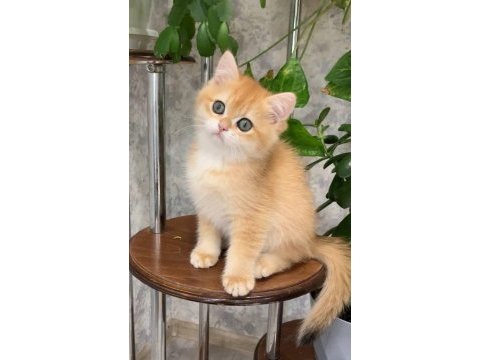 Manken gibi golden british shorthair 