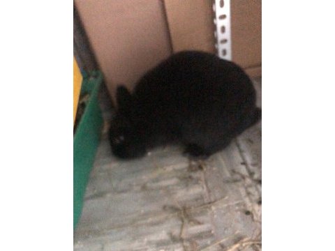 Yetişkin siyah erkek safkan sevimli hollanda cüce tavşan