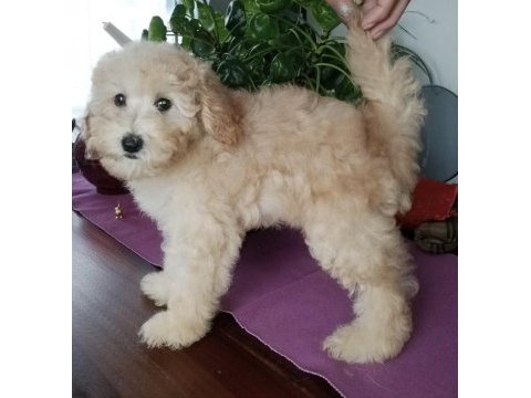 Şecereli 2 kardeş poodle