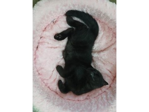 Sevgı yumagı scottish fold bebegım