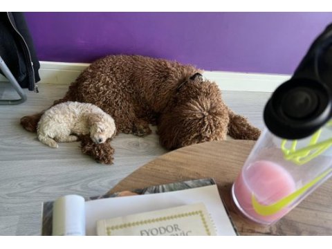 Peluş görünümlü a kalite maltipoo