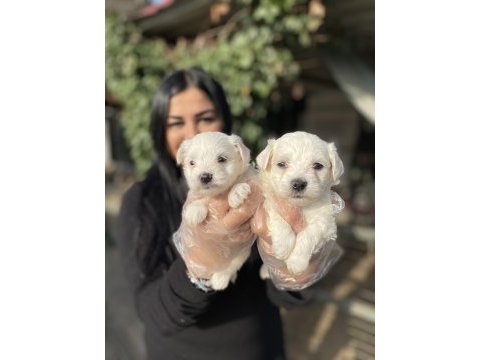 Kore maltese terrier yavrularım