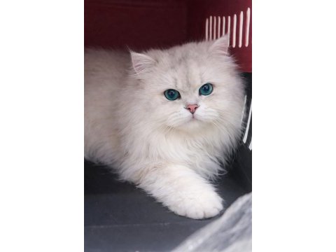 British longhair eşleşme ilanı