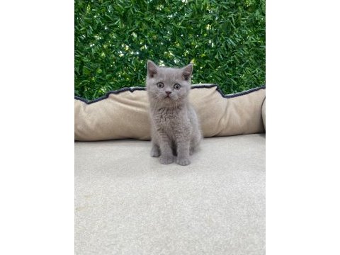 British shorthair lilac
