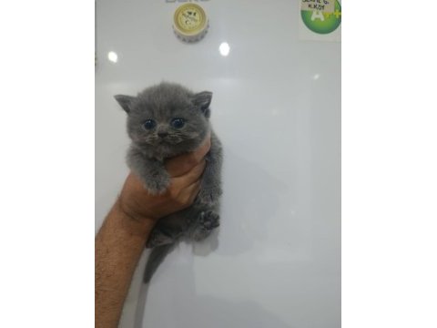 Blue british shorthair bal bebekler