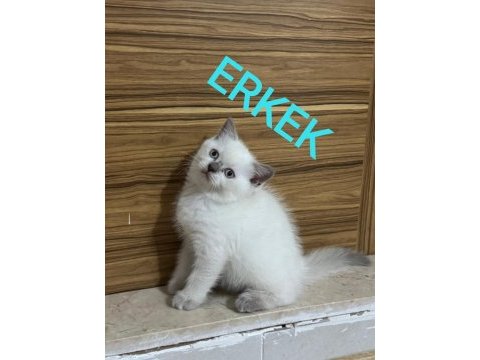 2 aylık british ve scottish bluepoint shorthair yavrular