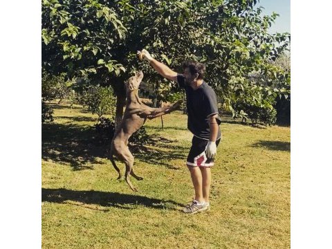 Weimaraner yavrular
