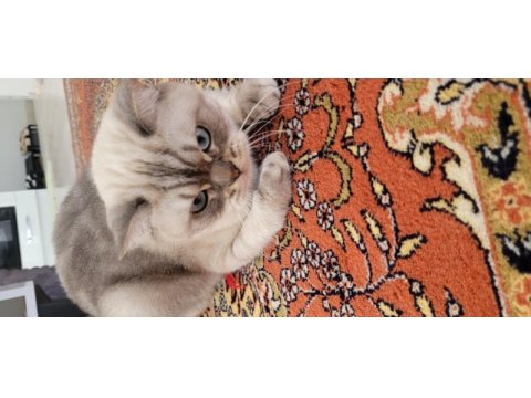 British blue point