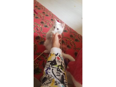 9 aylık boncuk mavisi deli çocuk kedimiz