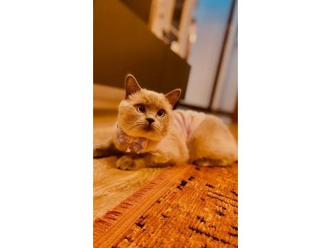 British shorthair dişi