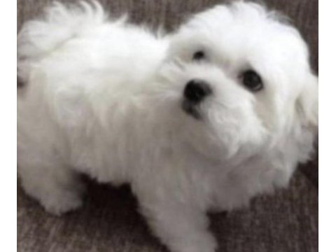 Shih tzu köpeği yavruları