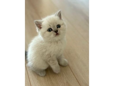 British shorthair yavrularımıza yuva arıyoruz