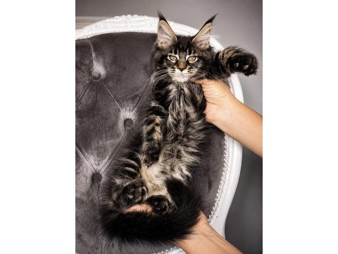 Üst kaliteli maine coon yavrular