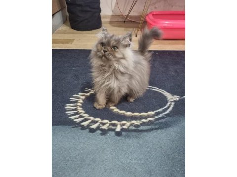 Silver point british longhair yavrularımız sahiplendirilecek