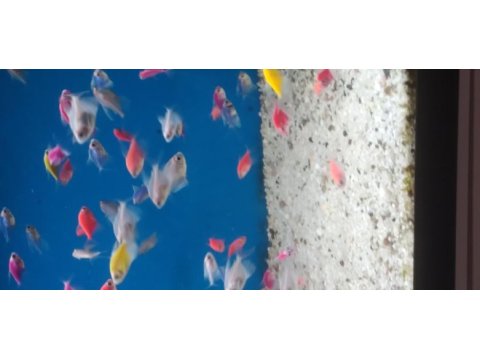Transgenetik tetra