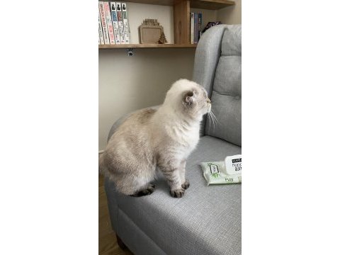 Uysal scottish fold kızıma yuva