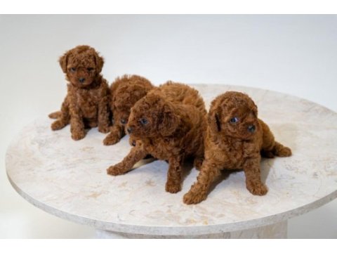 5 tane miniş toy poodle