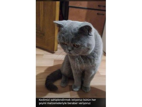 British shorthair kedisi