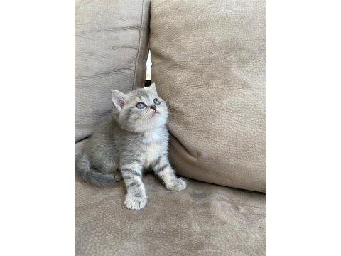British shorthair kardeşler