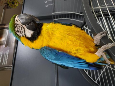 Konuşan el besleme büyümüş macaw