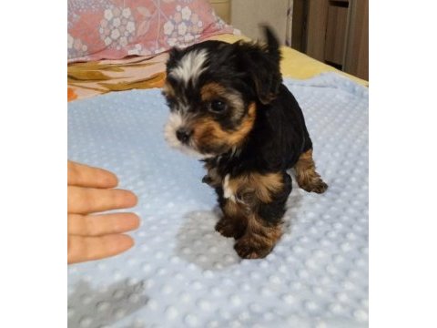 Yorkshire terrier teacup biewer