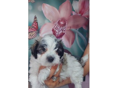 Yakışıklı şampiyon maltese terrier