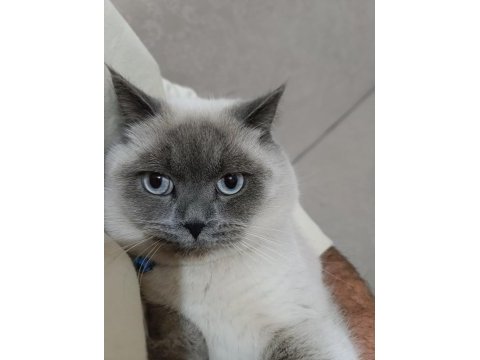 Kedimiz 1 yaşında olup british shorthair point erkektir