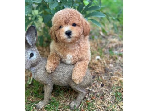 Ruhsatlı köpek çiftliğinden maltipoo yavrularımız