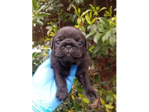 Kara zümrüt pug mops sıfır burun gül kuyruk