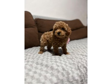 Toy poodle yavrularımız