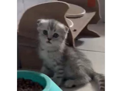 1 erkek ve 1 dişi scottish fold ve british longhair