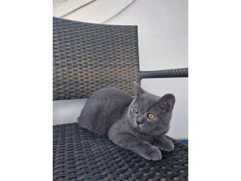6 aylık kucak delisi oğlumuzu sahiplendiriyoruz