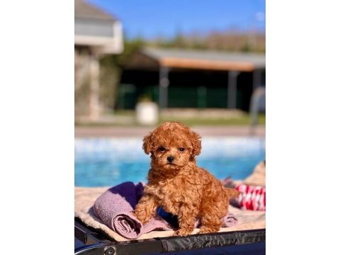 Tea cup poodle yavruları