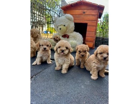 Maltipoo yavrularımız