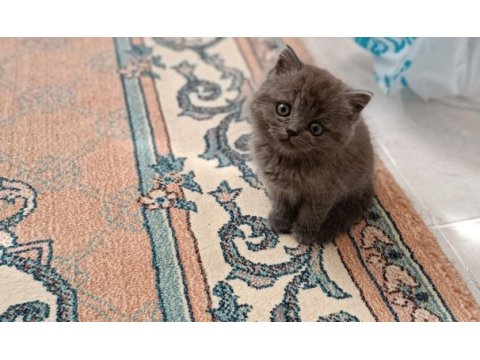 2 aylık dişi british shorthair