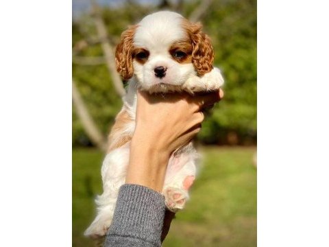 Cavalier king charles yavrularımız