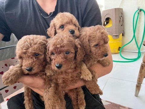Toy poodle çikolata köpeklerim