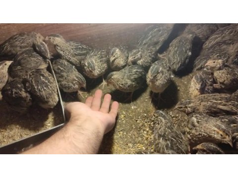 Bıldırcın yavru yetişkin yumurta