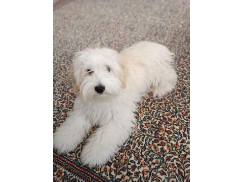 6 aylık dişi maltipoo