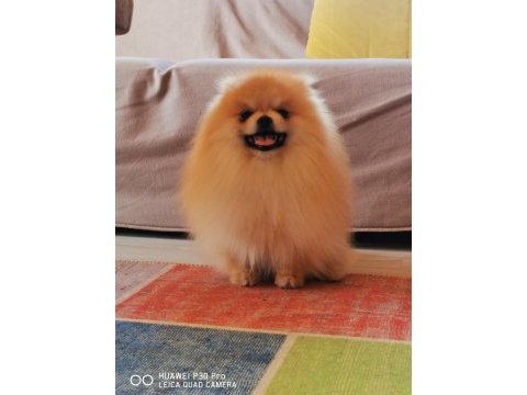 Pomeranian köpeğimiz aslan vizyona girdi