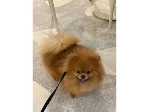 Pomeranian boo dişi üst düzey erkek