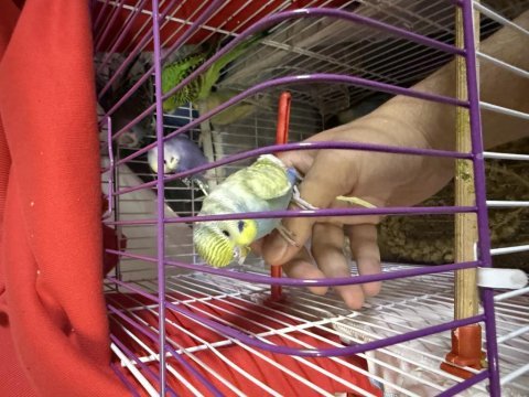 Ele alışık bebek yeni yeme düşmüş muhabbetler