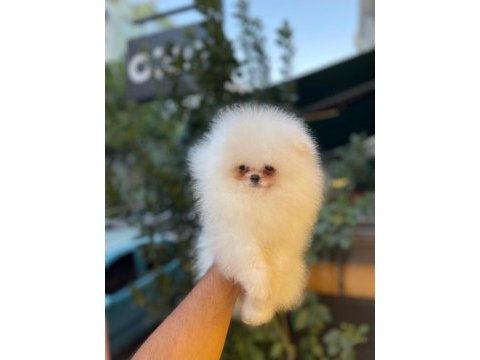 Mersin pomeranian boo yavrusu