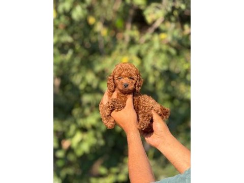 Ultra kaliteli poodle yavrular