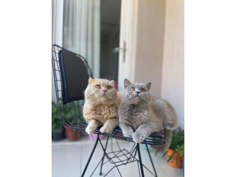 Scottish blue point ve british shorthair