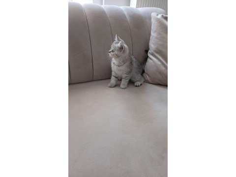 2 aylık british shorthair