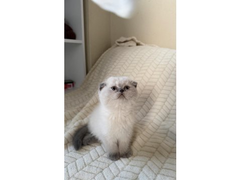Safkan scottish fold ve british shorthair bebeklerim